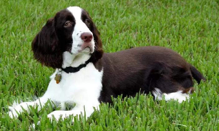 史宾格为什么不能打?这个原因你需要知道 史宾格为什么不能打?这个原因你需要知道