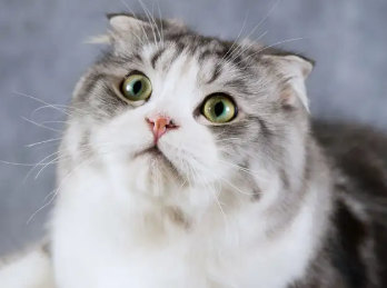 关于折耳猫遗传病,你知道多少? 关于折耳猫遗传病,你知道多少?