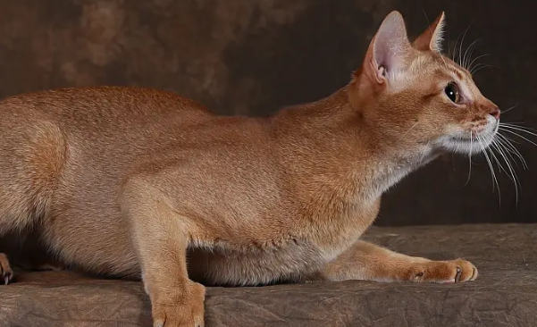 为什么养阿比猫的人不多?其实是考虑到这些因素 为什么养阿比猫的人不多?其实是考虑到这些因素