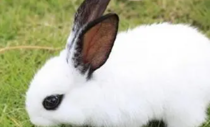 西施兔性格怎样，来看看这篇文章吧