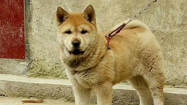 如何从狗牙齿判断狗年龄？方法很简单！