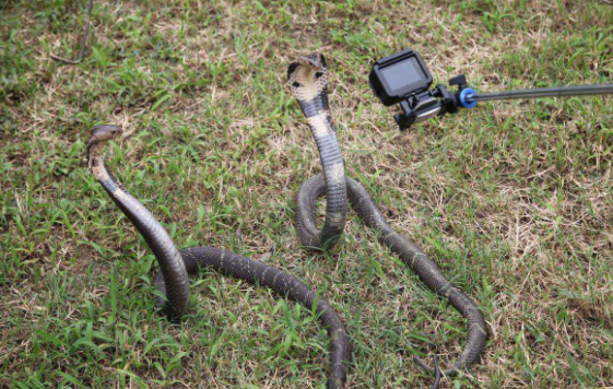 迷人的颜值，要命的毒性！舟山眼镜蛇不好惹