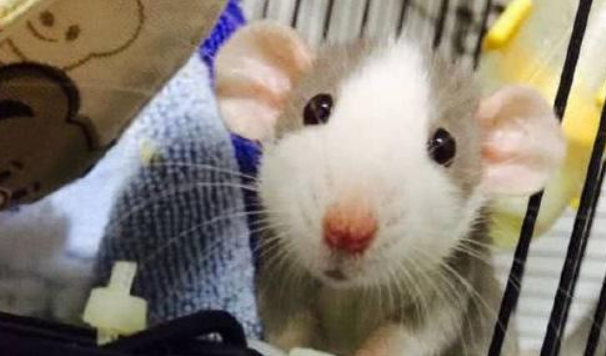 花枝鼠不喜欢你的表现?不知道来这看看呗 花枝鼠不喜欢你的表现?不知道来这看看呗