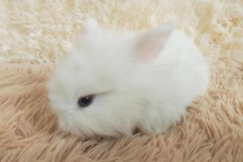 每日一问：西施兔的智商高吗？