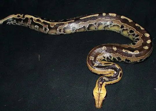 又长又粗，一文揭示血蟒的真实面目！