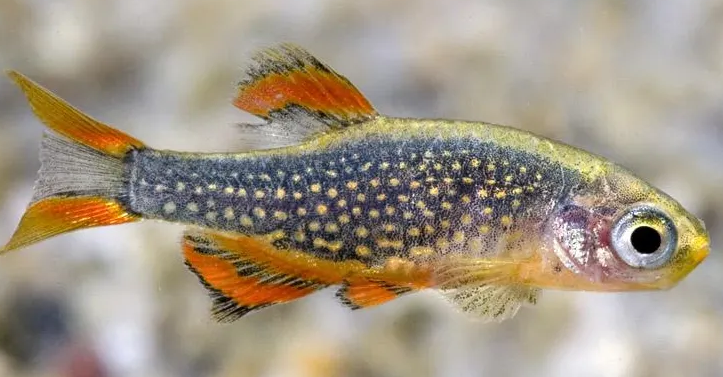 大斑马鱼可以繁殖吗？来这了解一下！