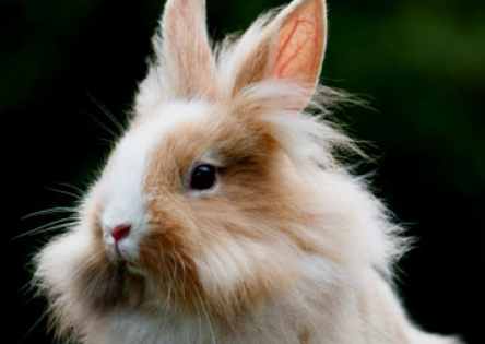 多瓦夫兔如何辨别性别，来瞧瞧