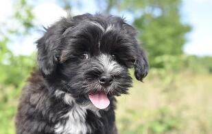 比熊的智商比三岁的孩子还高？真相在这！