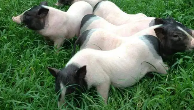 宠主科普：巴马香猪气喘病怎样治疗？