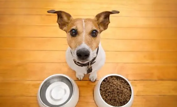 蛋白质越多，狗粮品质就越好？了解一下吧