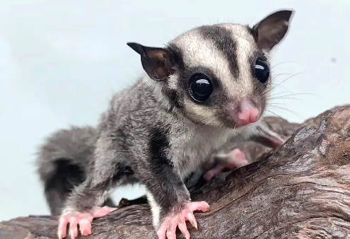 蜜袋鼯有细菌和寄生虫吗？新手必看！