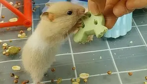 养鼠小知识：仓鼠认主人吗？