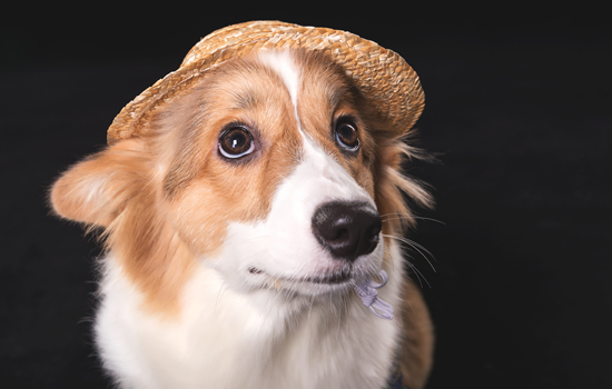 五个月柯基一天吃多少狗粮？速来get一下