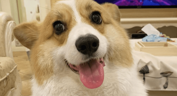 柯基几个月成年，你们清楚吗？