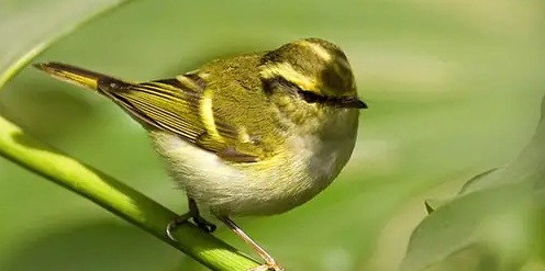 布氏柳莺的饲养方法，你学会了吗？