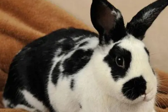 英国斑点兔咬人吗？看这就知道了！
