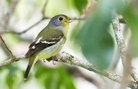 斑尾蚁鵙这样养？你们都学会了吗？