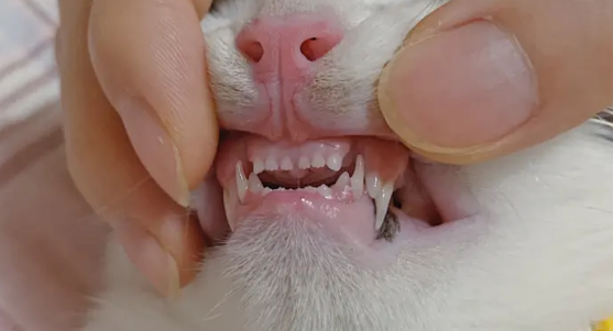 猫换牙的时间是从几个月开始？一文告诉你答案