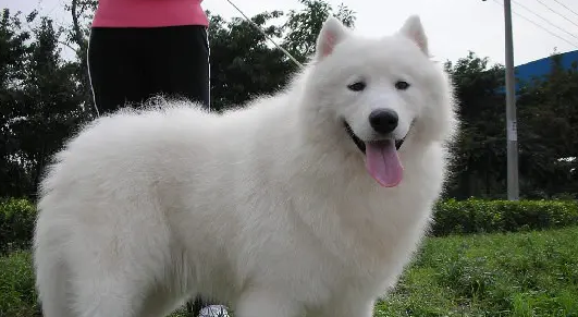 萨摩耶的嘴巴尖是代表不纯吗？答案是这样...