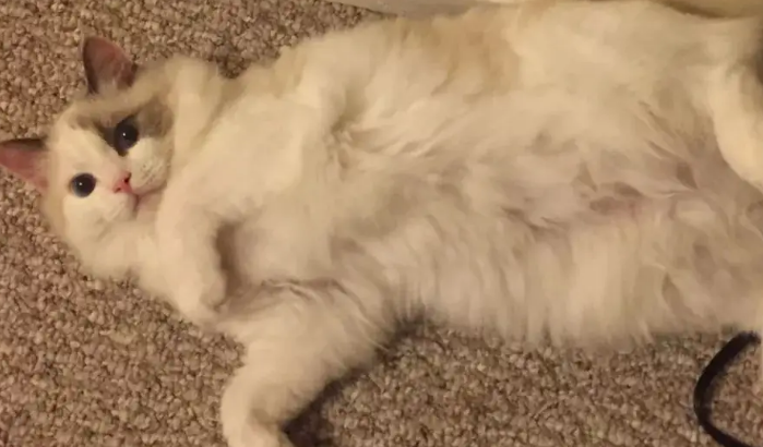 猫咪肚皮朝上躺着是什么意思？有可能因为它太胖了