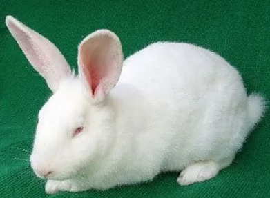 日本大耳白兔的基本信息，绝对值得收藏！