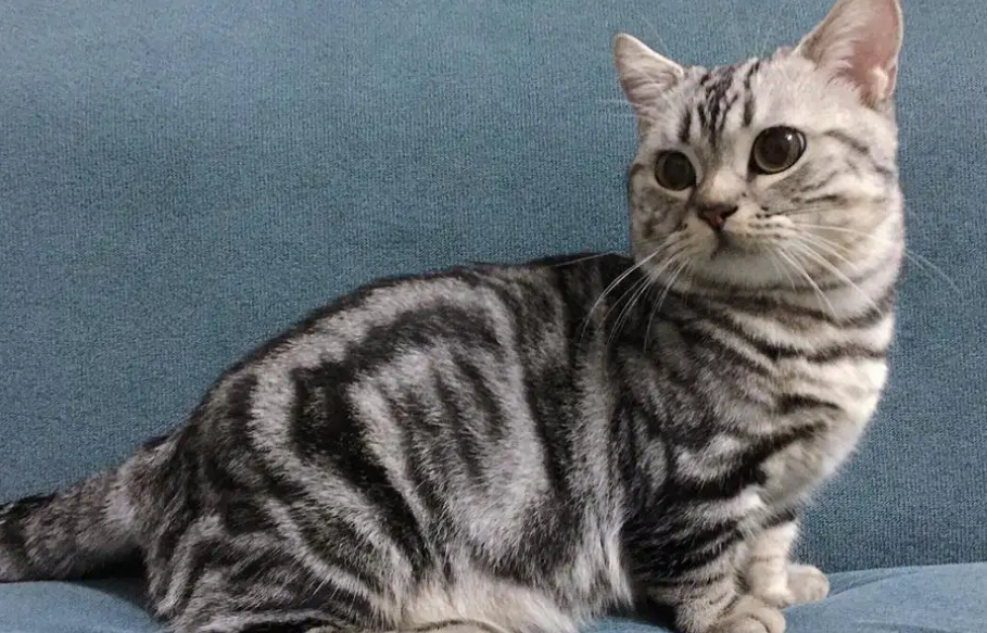 美短种类那么多,你最爱哪个? 美短种类那么多,你最爱哪个?