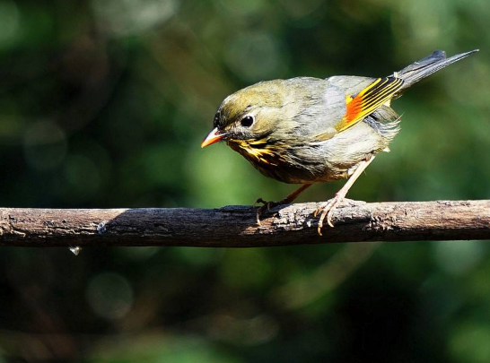 相思鸟怕人怎么办？看看本文学方法