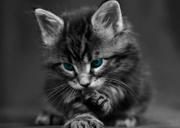 一文告诉你：为什么2个月小猫咪拉稀但精神很好