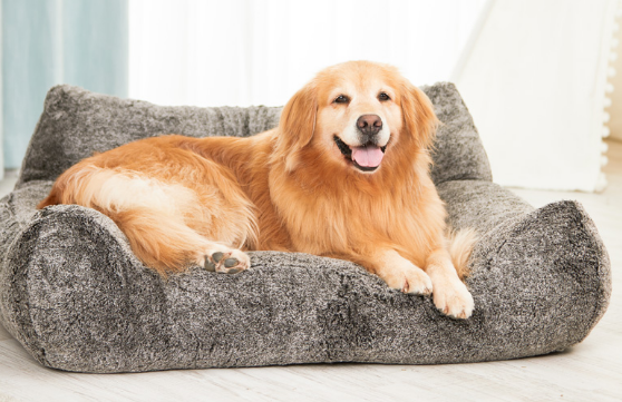 爱宝嘉，宠物科学睡眠领导品牌