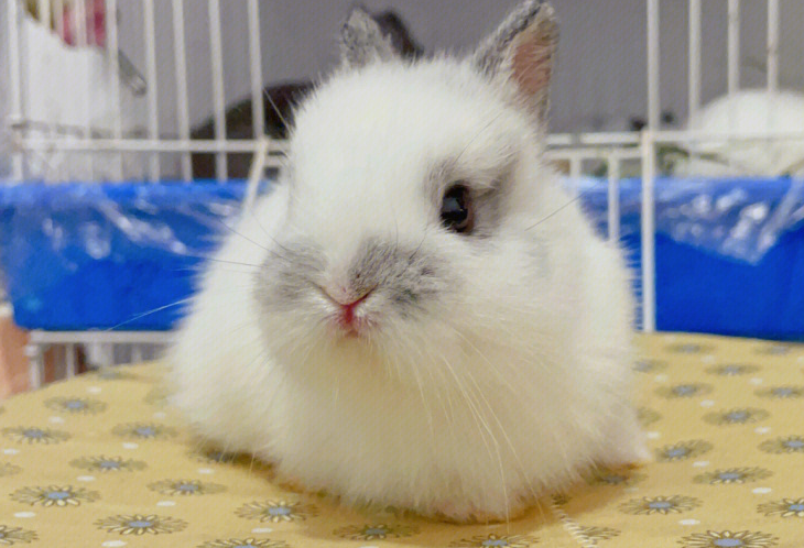 金吉拉侏儒兔性格,你们了解吗？