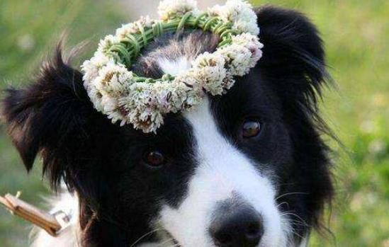 成年边牧的尺寸对照来啦，快来验验吧