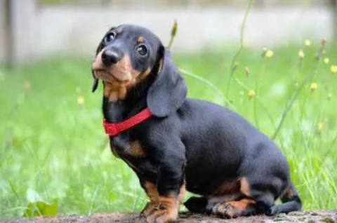 教你轻松去除腊肠犬的齿垢小妙招！