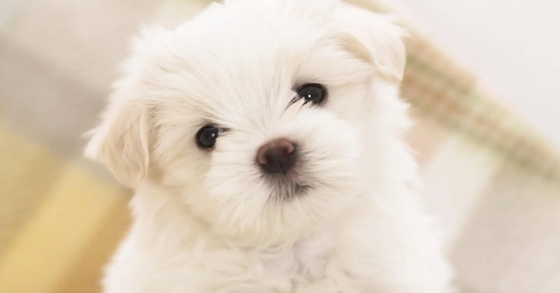 狗狗淋雨后不吃不喝怎么办？可以采取这些方法