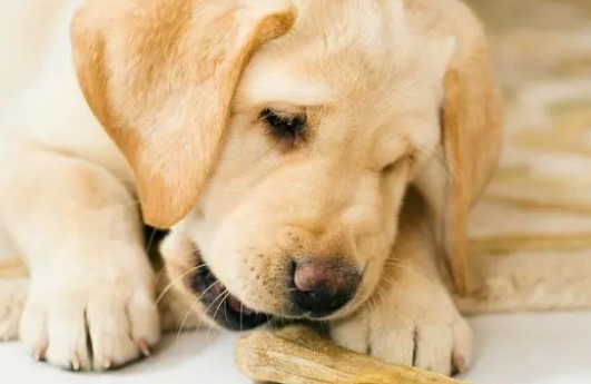 除了狗粮，这些“零食”也适合喂狗！