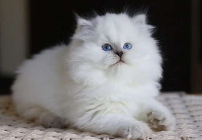 长毛银点是什么品种的猫？看完你就懂了~