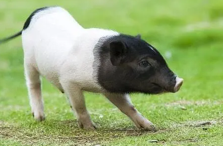 迷你香猪能活多长时间？来看看吧