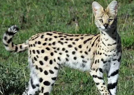 薮猫是猫吗？感兴趣的朋友可以来了解下！