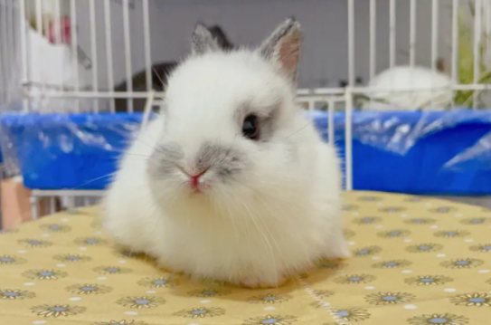 宠主了解：金吉拉兔为什么寿命长？