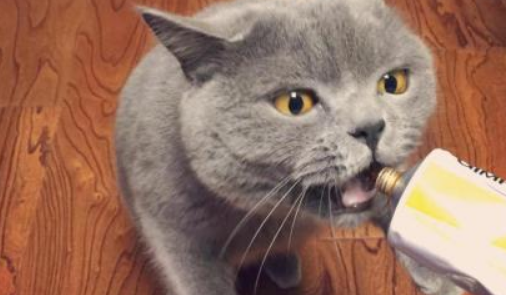 英短蓝猫的优缺点，可以来这了解一下