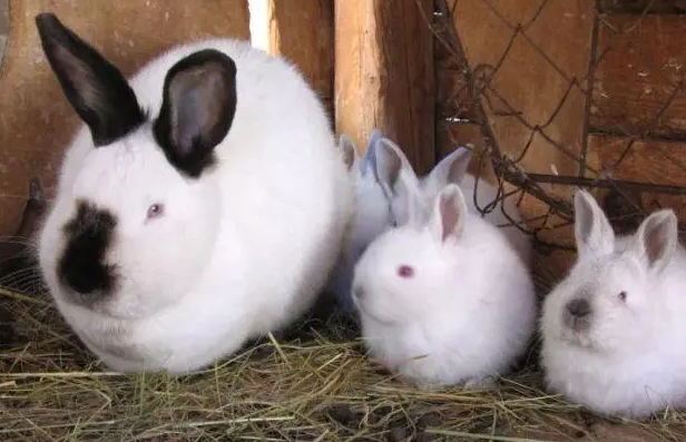 加利福尼亚兔的繁殖时间，你知道吗？