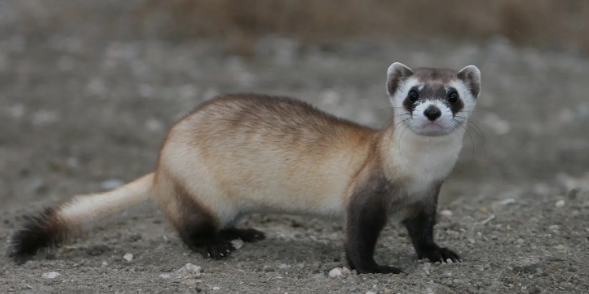 养貂的好处和坏处有哪些？来这里看看