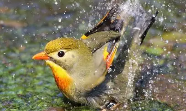 相思鸟如何洗澡？来看看这篇文章吧