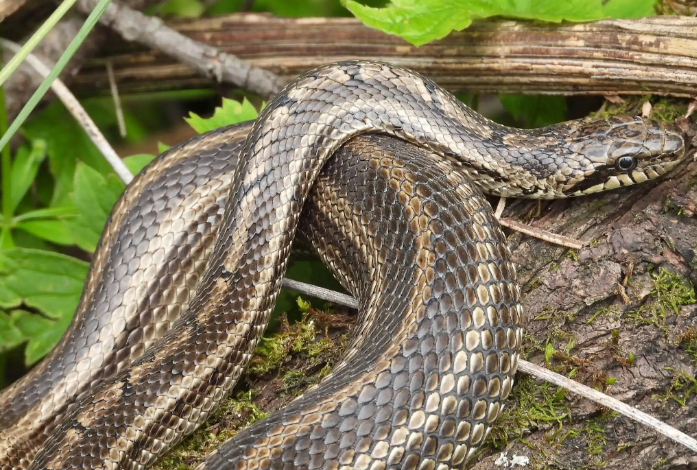 白条锦蛇毒性有多大？来这了解一下！