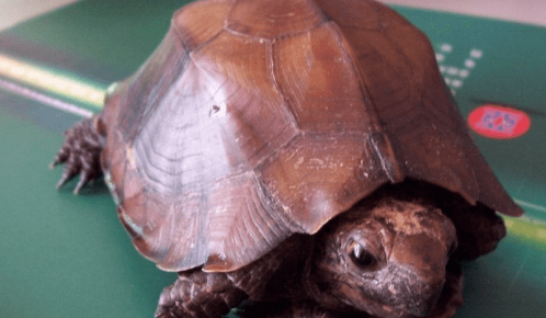 怎么和锯缘摄龟培养感情？我来告诉你答案！