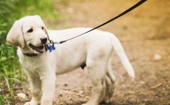 遛狗一定要拴绳！那么，牵引绳你选对了吗？