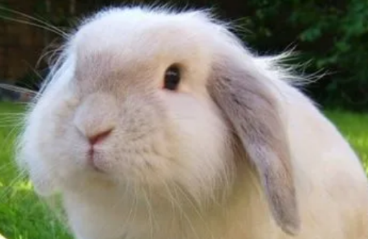 垂耳兔好养还是侏儒兔好养，纠结的你快来了解一下吧~