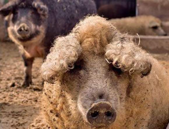 林肯郡卷毛皮猪价格，快来了解一下吧~