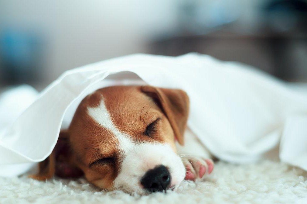 人需要宠物的5个理由，暖到心里！