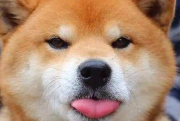 想要饲养柴犬？不妨先来了解下柴犬和小黄土狗的区别~