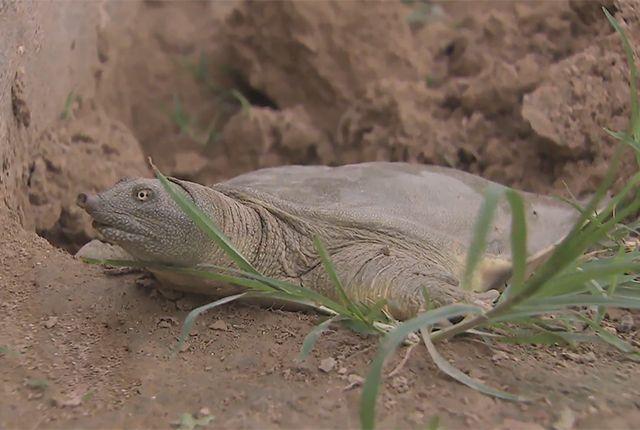 越来越少的中华鳖：你有没有经常在餐宴上见过它？